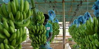 Banane 2.jpeg (12 KB)