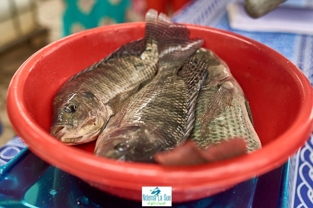 WhatsApp Image 2025-04-07 at 09.17.01.jpeg (126 KB)